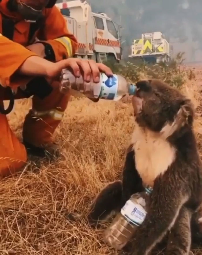 29 фото о том, как в Австралии спасают животных 105