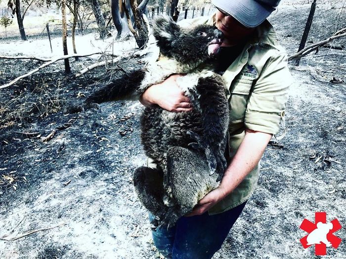 29 фото о том, как в Австралии спасают животных 109