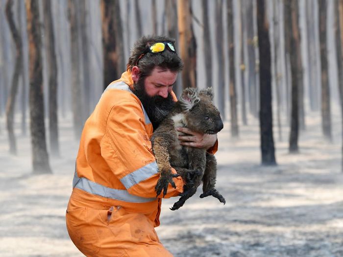 29 фото о том, как в Австралии спасают животных 110
