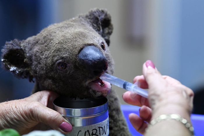 29 фото о том, как в Австралии спасают животных 111