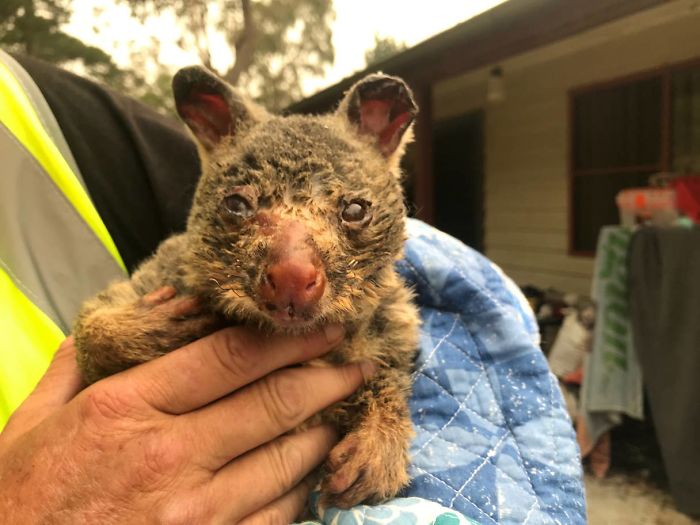 29 фото о том, как в Австралии спасают животных 112