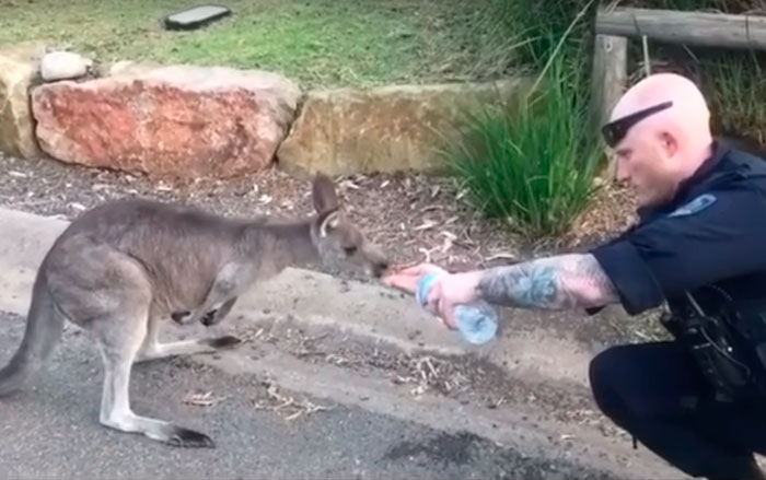 29 фото о том, как в Австралии спасают животных 114