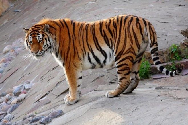 40 интересных фактов о тиграх, после которых вы полюбите этих потрясающих животных 25