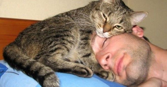 Вот почему коты так любят спать на хозяевах! 12