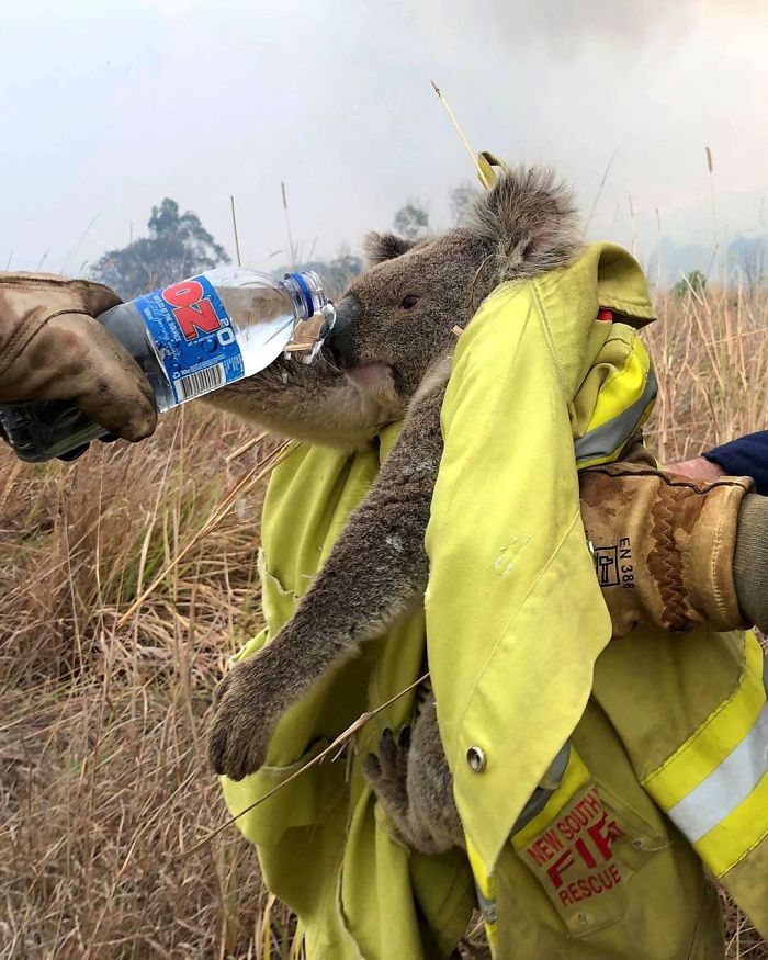 29 фото о том, как в Австралии спасают животных 115