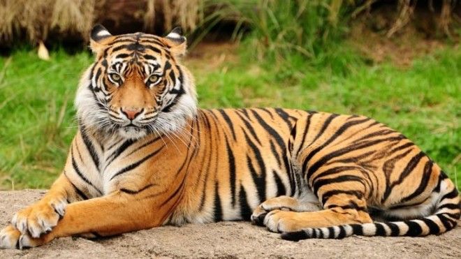 40 интересных фактов о тиграх, после которых вы полюбите этих потрясающих животных 27