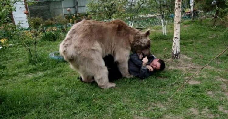 Этот медведь более 20 лет живет в качестве домашнего питомца. Посмотрите, как он ест! 16