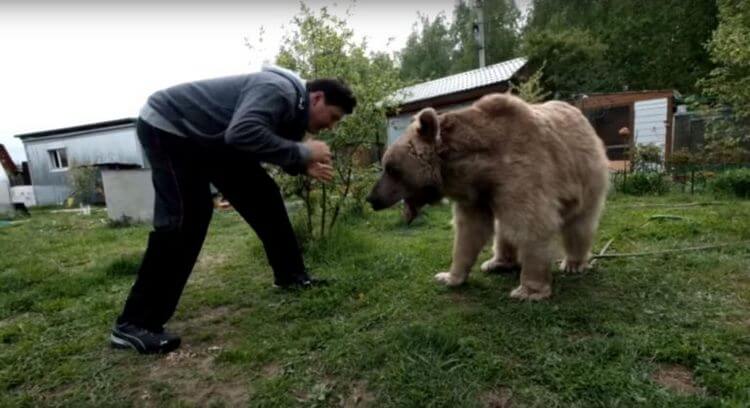 Этот медведь более 20 лет живет в качестве домашнего питомца. Посмотрите, как он ест! 17