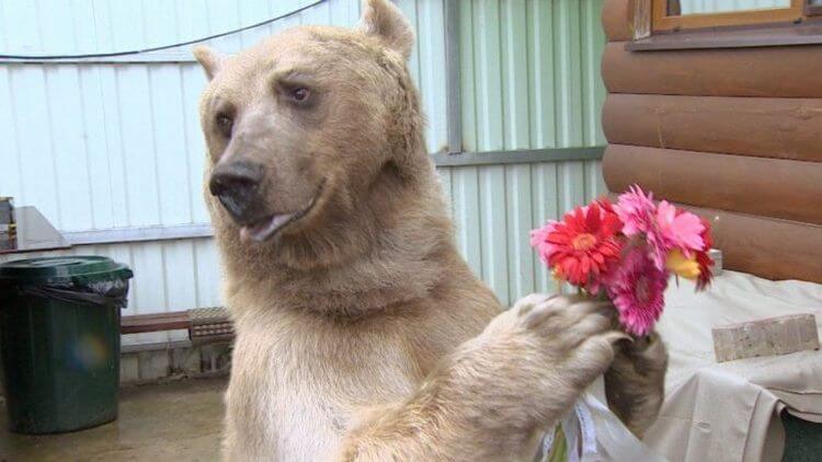 Этот медведь более 20 лет живет в качестве домашнего питомца. Посмотрите, как он ест! 20