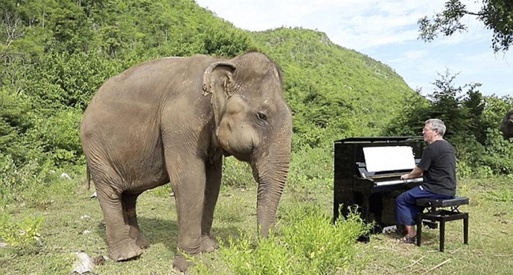 Слепой слон начинает танцевать каждый раз, когда слышит звуки пианино 4