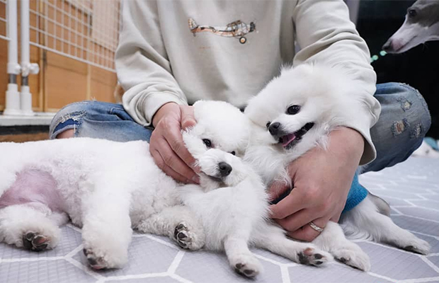 В Южной Корее работает «детсад» для щенков 36