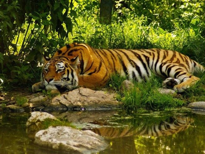 40 интересных фактов о тиграх, после которых вы полюбите этих потрясающих животных 26