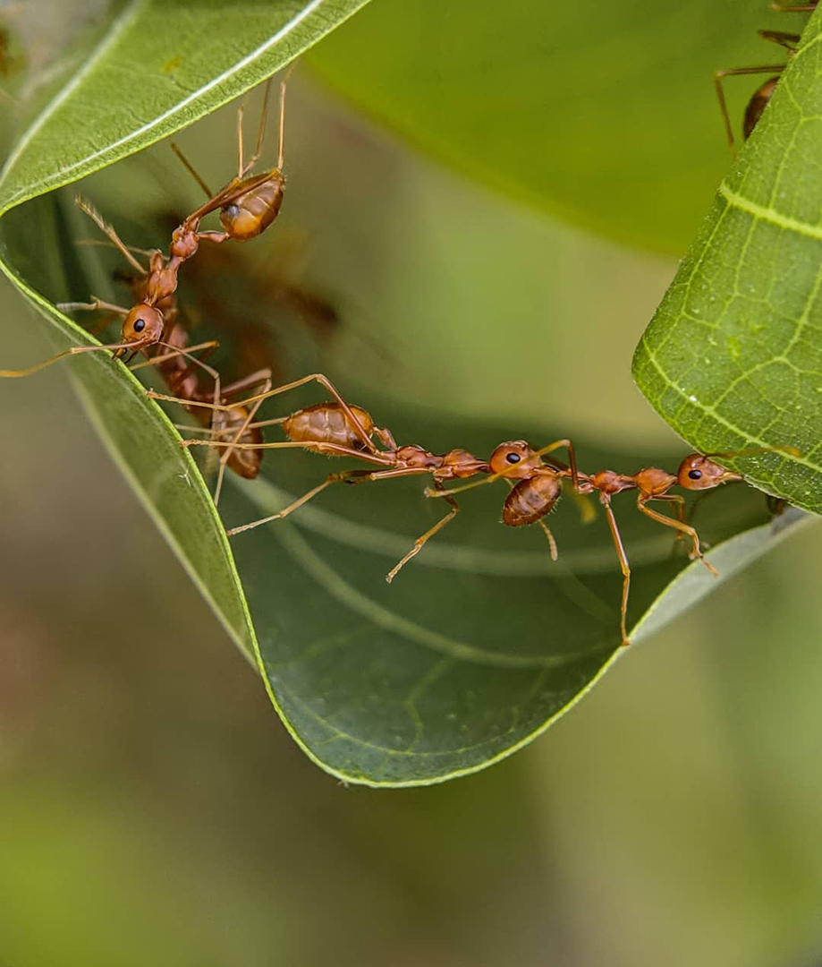 Фотограф из Индии снимает впечатляющие портреты насекомых 34
