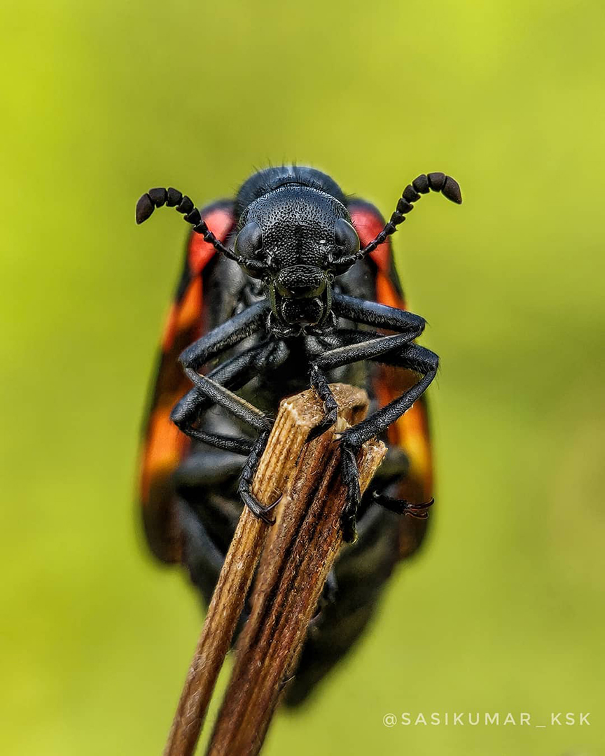Фотограф из Индии снимает впечатляющие портреты насекомых 38