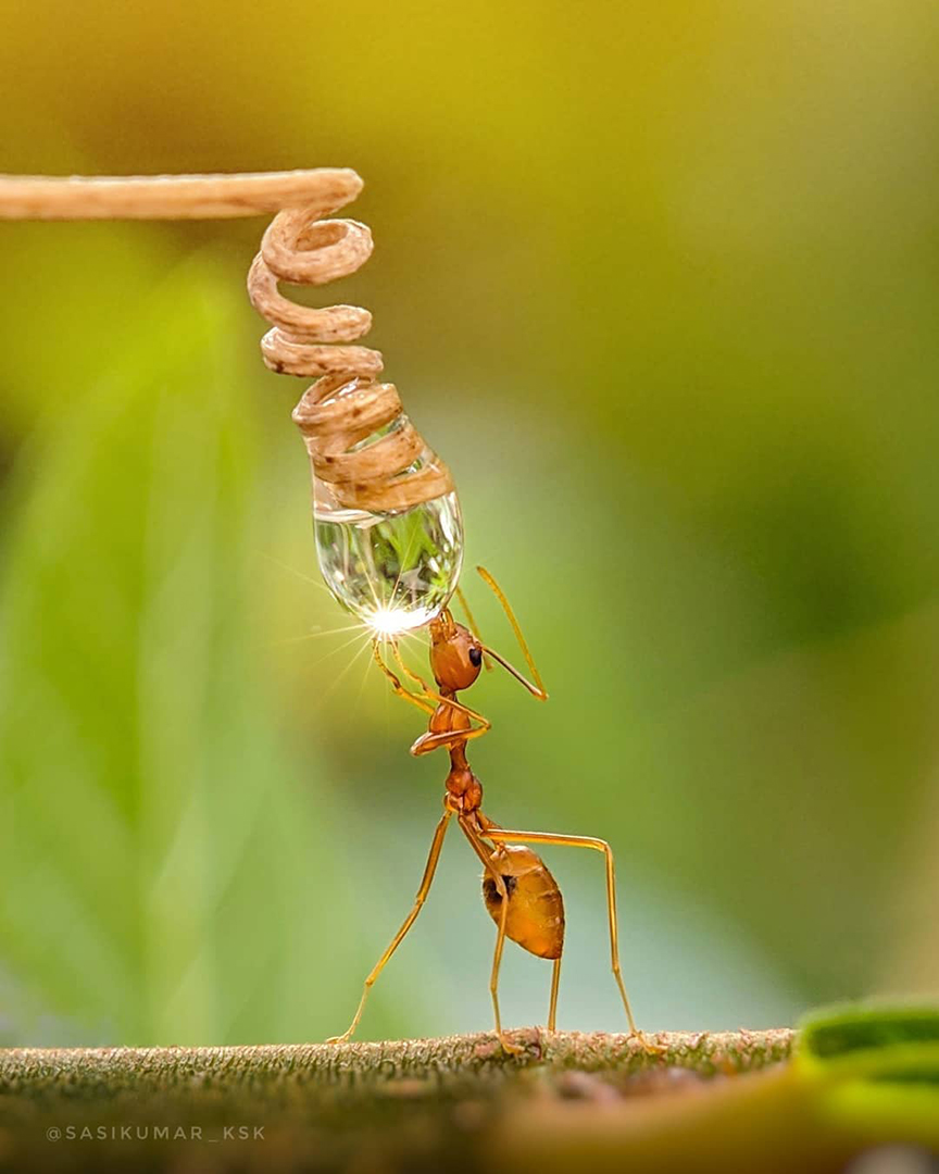 Фотограф из Индии снимает впечатляющие портреты насекомых 36