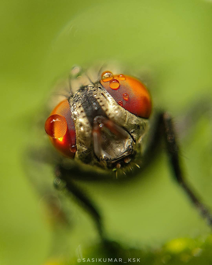 Фотограф из Индии снимает впечатляющие портреты насекомых 40