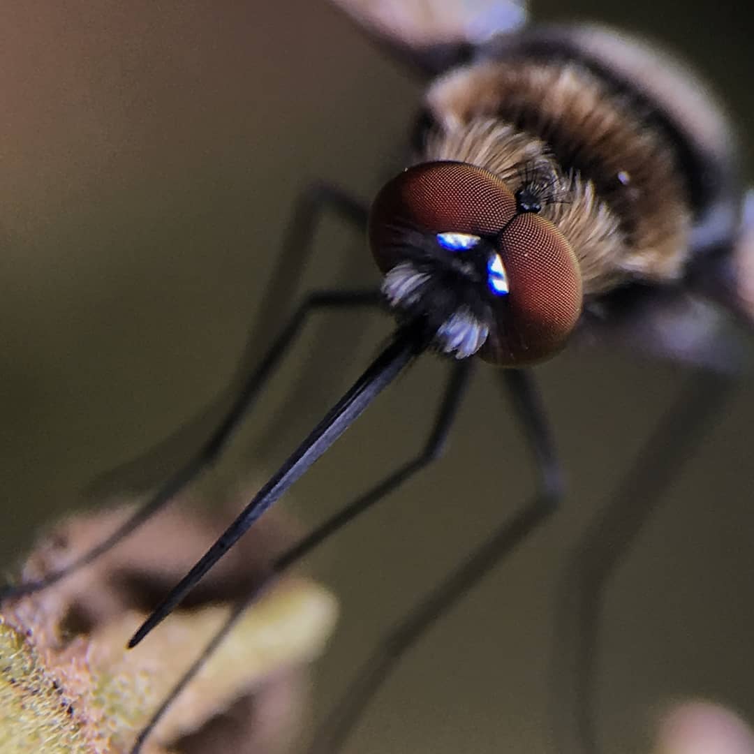 Фотограф из Индии снимает впечатляющие портреты насекомых 41