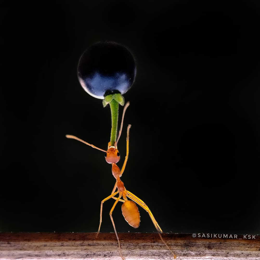 Фотограф из Индии снимает впечатляющие портреты насекомых 42