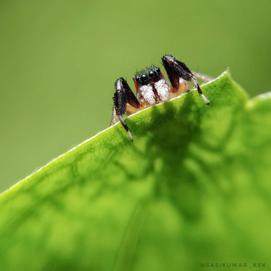 Фотограф из Индии снимает впечатляющие портреты насекомых 44