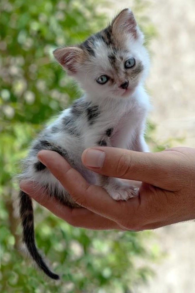 25 удивительных снимков маленьких котят, которые растрогают любое сердце 47