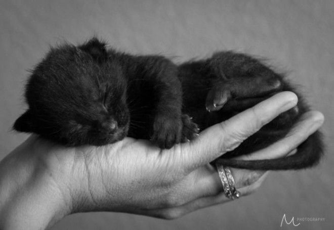25 удивительных снимков маленьких котят, которые растрогают любое сердце 49