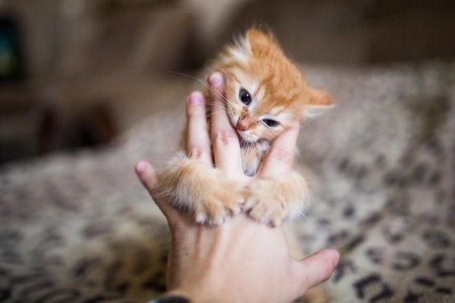 25 удивительных снимков маленьких котят, которые растрогают любое сердце 52