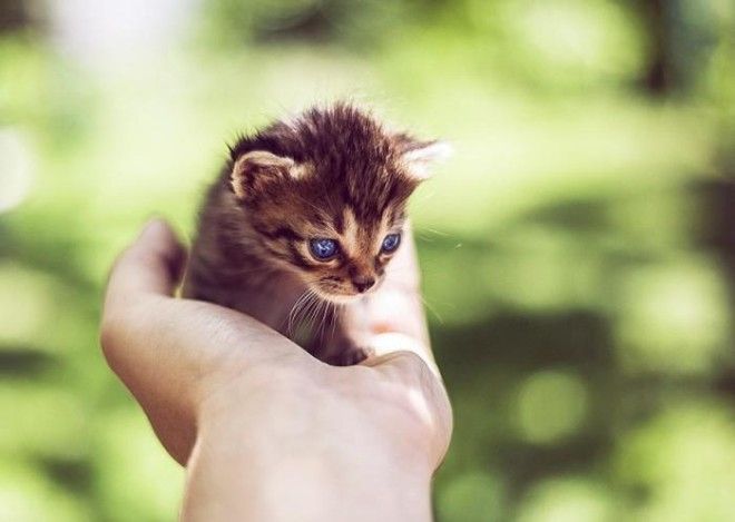 25 удивительных снимков маленьких котят, которые растрогают любое сердце 53