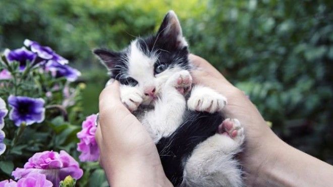 25 удивительных снимков маленьких котят, которые растрогают любое сердце 54