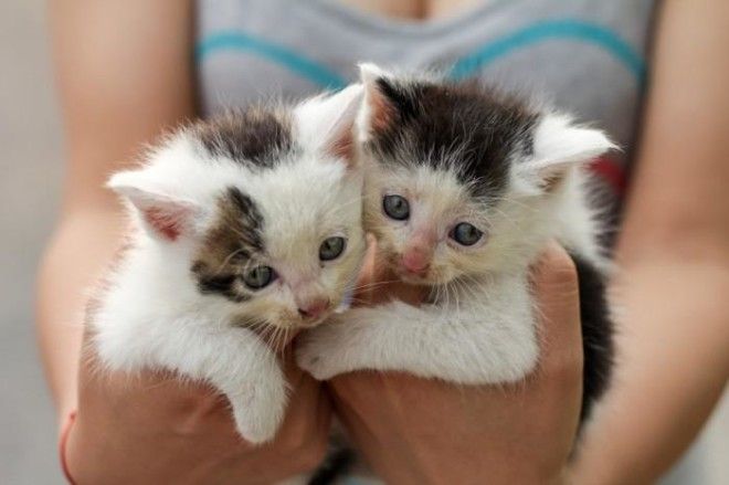 25 удивительных снимков маленьких котят, которые растрогают любое сердце 55
