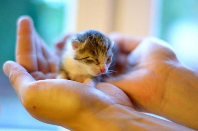 25 удивительных снимков маленьких котят, которые растрогают любое сердце 38