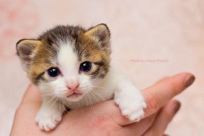 25 удивительных снимков маленьких котят, которые растрогают любое сердце 39