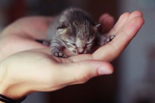 25 удивительных снимков маленьких котят, которые растрогают любое сердце 41