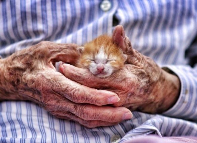 25 удивительных снимков маленьких котят, которые растрогают любое сердце 43