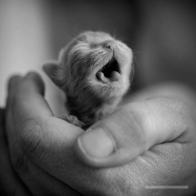 25 удивительных снимков маленьких котят, которые растрогают любое сердце 48
