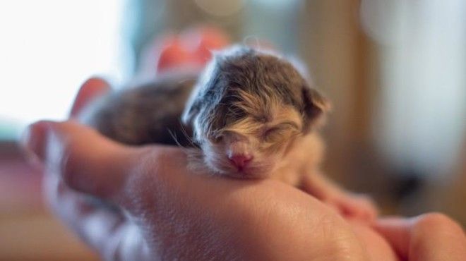 25 удивительных снимков маленьких котят, которые растрогают любое сердце 50