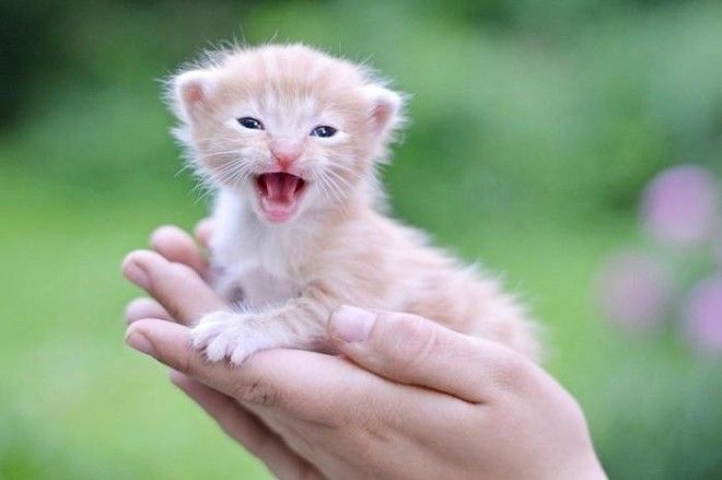 25 удивительных снимков маленьких котят, которые растрогают любое сердце 51