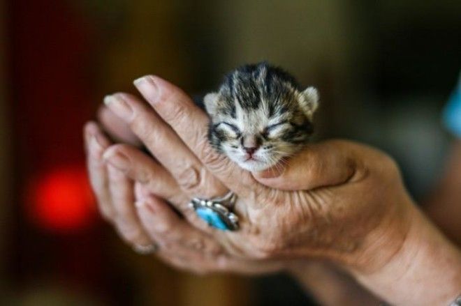 25 удивительных снимков маленьких котят, которые растрогают любое сердце 52