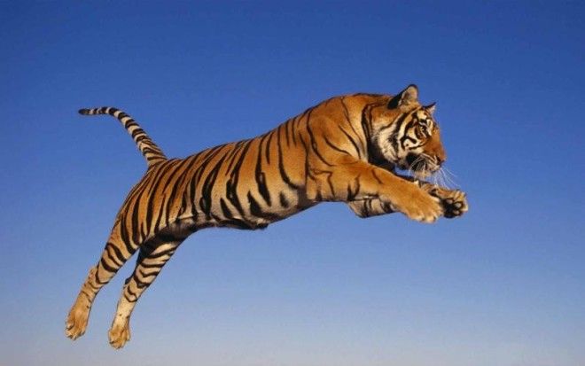 40 интересных фактов о тиграх, после которых вы полюбите этих потрясающих животных 28
