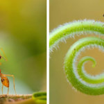 Фотограф из Индии снимает впечатляющие портреты насекомых