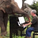 Слепой слон начинает танцевать каждый раз, когда слышит звуки пианино