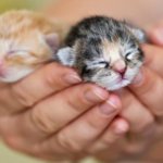 25 удивительных снимков маленьких котят, которые растрогают любое сердце