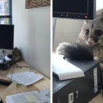Австралийка обнаружила в офисе погром, думала, что воры, а это милашка-поссум. И он просто создан для мемов