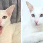 Кошка с двойным цветом глаз стала звездой соцсетей
