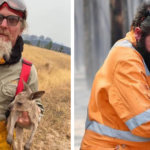 29 фото о том, как в Австралии спасают животных