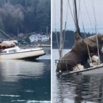 В США морские львы отдыхают на яхте