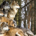 Дикие волки спасли беременную женщину и приняли у нее роды