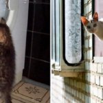 10 фотодоказательств того, как выглядит настоящее кошачье любопытство