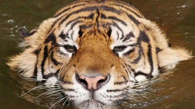 40 интересных фактов о тиграх, после которых вы полюбите этих потрясающих животных 24