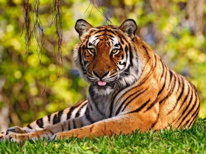 40 интересных фактов о тиграх, после которых вы полюбите этих потрясающих животных 22