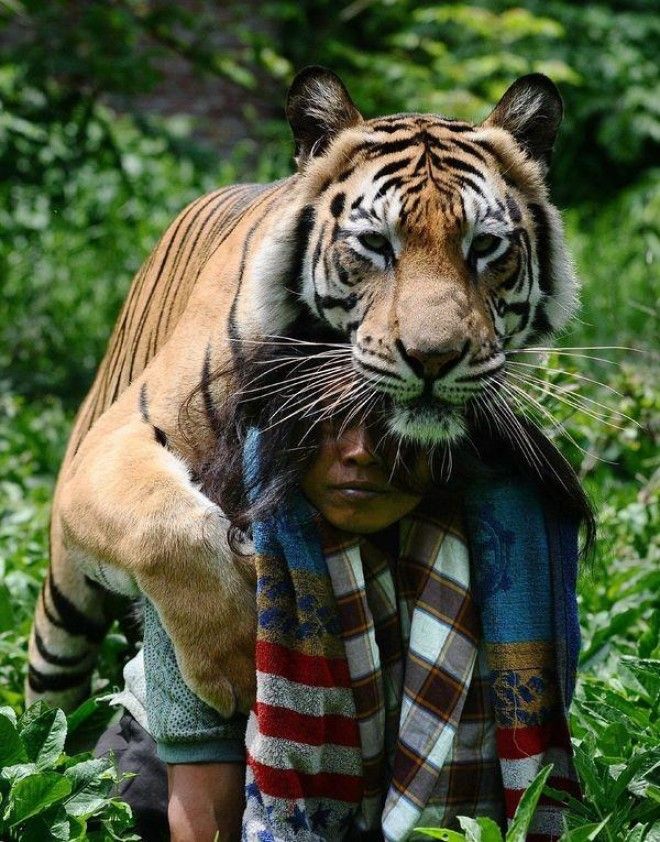 История необычной дружбы человека и тигра 35